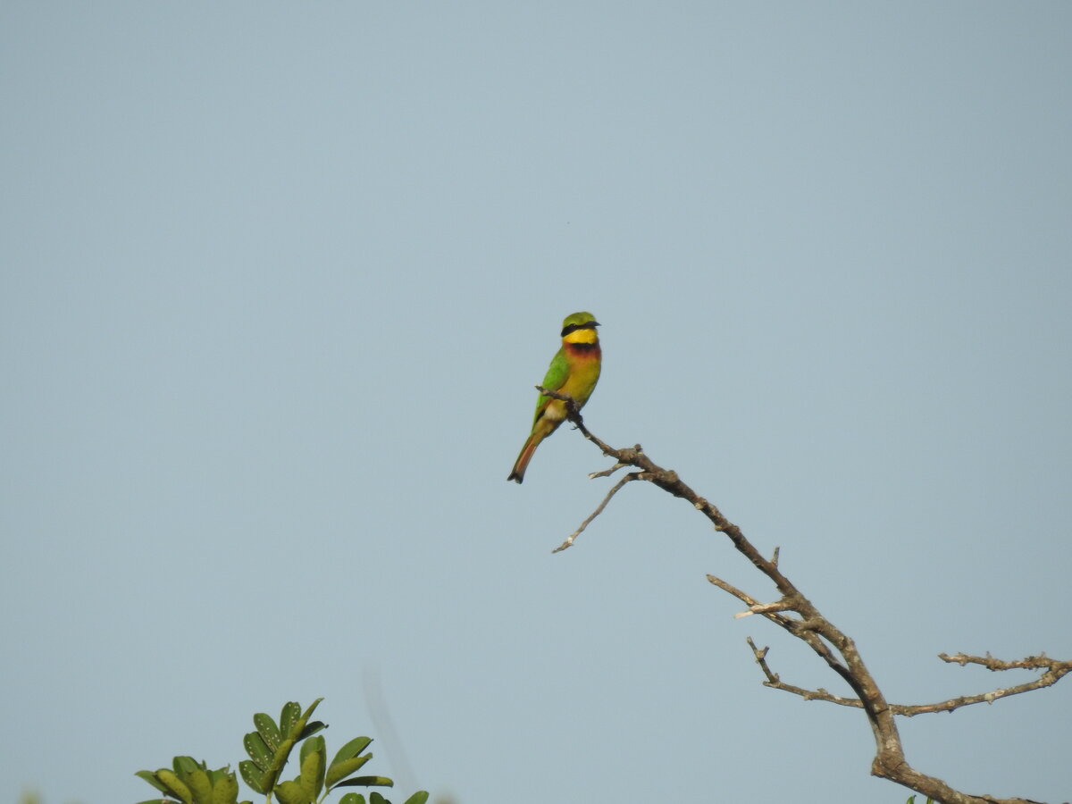 Little Bee-Eater